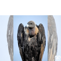 گونه دال پشت سفید White-rumped Vulture